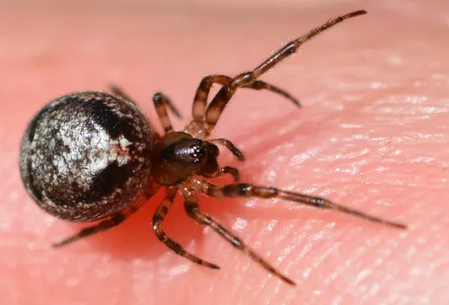 Zygiella dispar