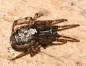 Zygiella nearctica