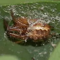 Zygiella nearctica - photo 2