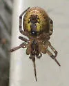 Zygiella nearctica - photo 3