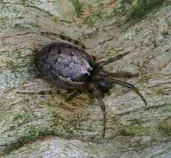Zygiella x-notata