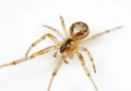 Zygiella x-notata - photo 2