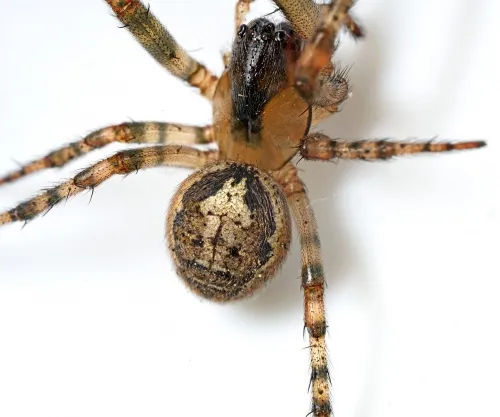 Zygiella x-notata - photo 3