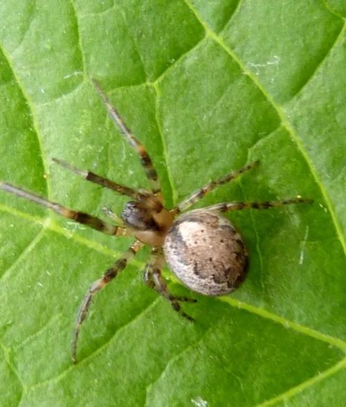 Zygiella x-notata - photo 4