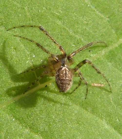 Zygiella x-notata - photo 6