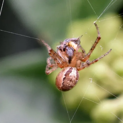 Zygiella x-notata - photo 8