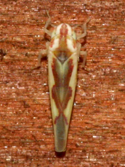 Zygina angusta