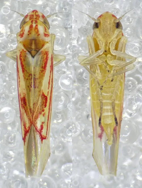 Zygina angusta - photo 2