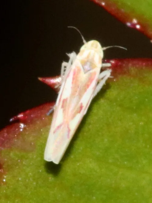 Zygina angusta - photo 3