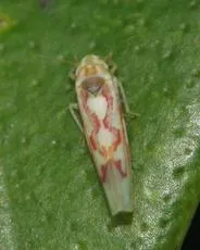 Zygina flammigera