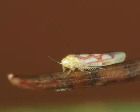Zygina flammigera - photo 2
