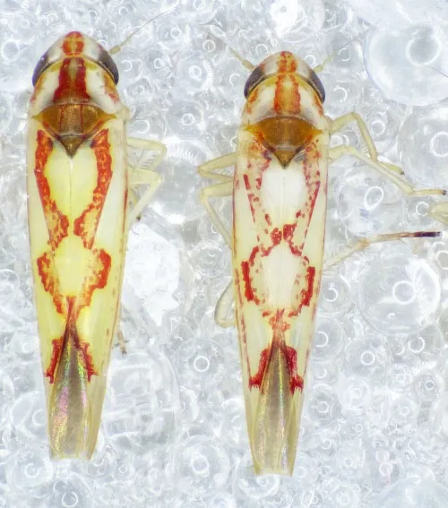 Zygina flammigera - photo 3