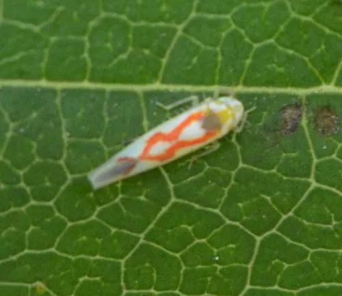 Zygina flammigera - photo 4