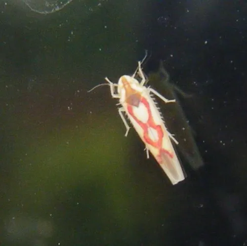 Zygina flammigera - photo 5
