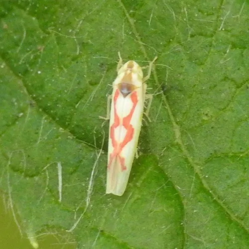 Zygina flammigera - photo 6