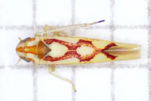 Zygina flammigera - photo 7