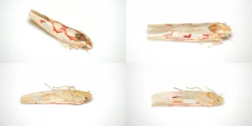 Zygina flammigera - photo 8
