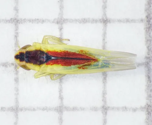 Zygina hyperici