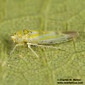 Zyginama cf-coahuilensis