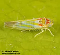 Zyginama cf-coahuilensis - photo 4