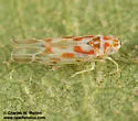 Zyginama cf-queretarensis