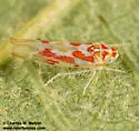 Zyginama cf-queretarensis - photo 2