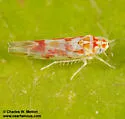 Zyginama cf-queretarensis - photo 3