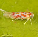 Zyginama cf-queretarensis - photo 4
