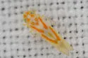 Zyginama dentata