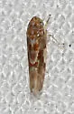 Unknown Southeastern Zyginama Species