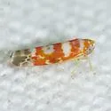 Zyginama spectabilis