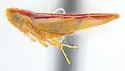 Zyginama ternaria
