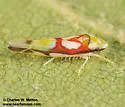 Zyginama tricolor - photo 2