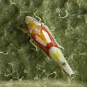 Zyginama tricolor - photo 4