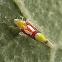 Zyginama tricolor - photo 5