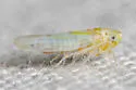 Zyginama tripunctata - photo 2