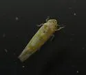 Zyginama tripunctata - photo 5