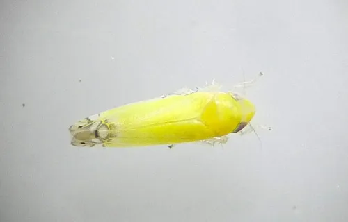 Zyginella pulchra - photo 2