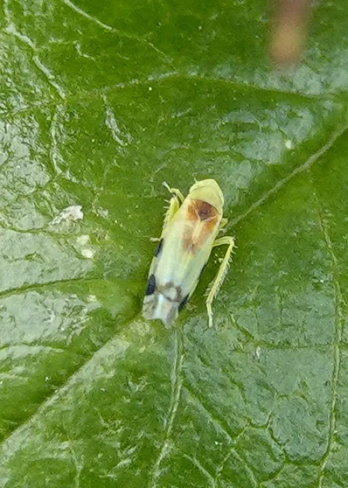 Zyginella pulchra - photo 3