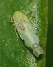 Zyginella pulchra - photo 4