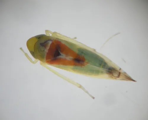Zyginella pulchra - photo 5