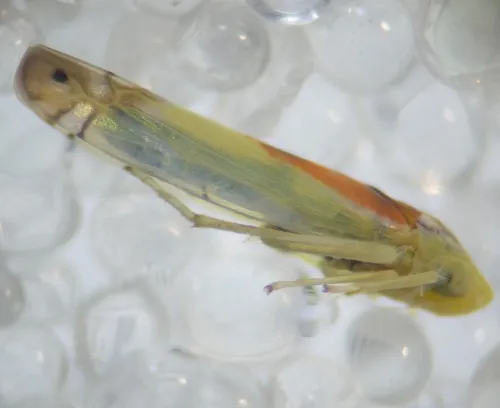 Zyginella pulchra - photo 6