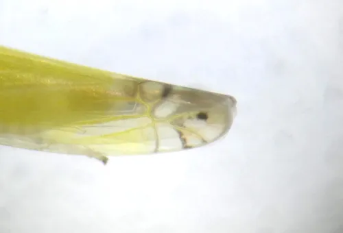 Zyginella pulchra - photo 7