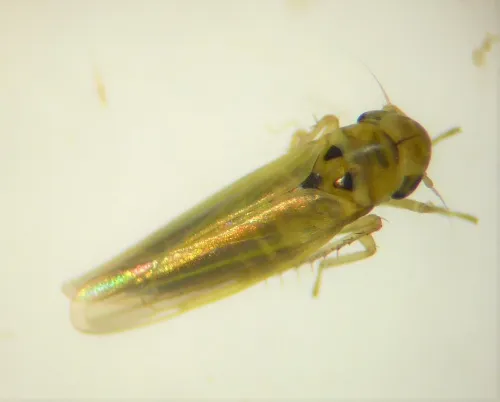 Zyginidia scutellaris - photo 2