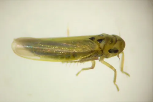 Zyginidia scutellaris - photo 3