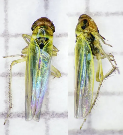 Zyginidia scutellaris - photo 4