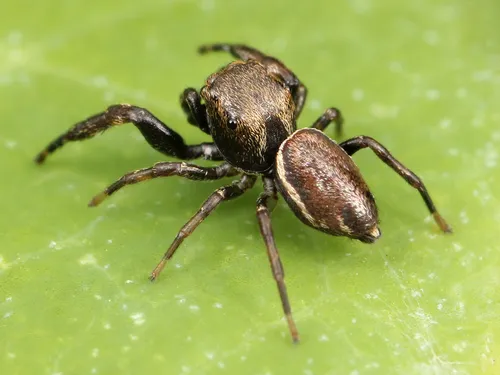 Zygoballus nervosus