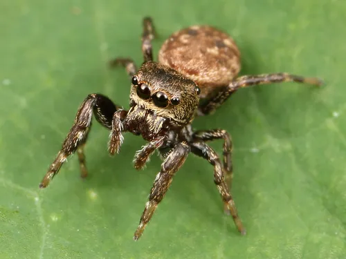 Zygoballus nervosus - photo 3