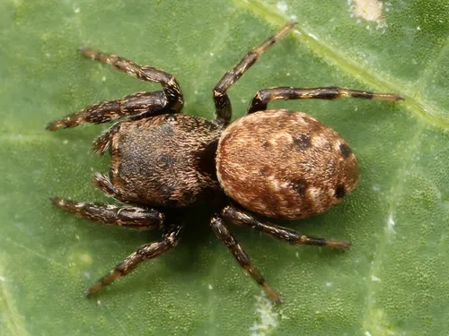 Zygoballus nervosus - photo 5