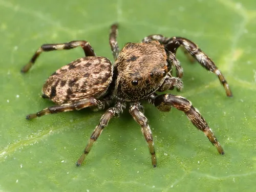 Zygoballus nervosus - photo 6